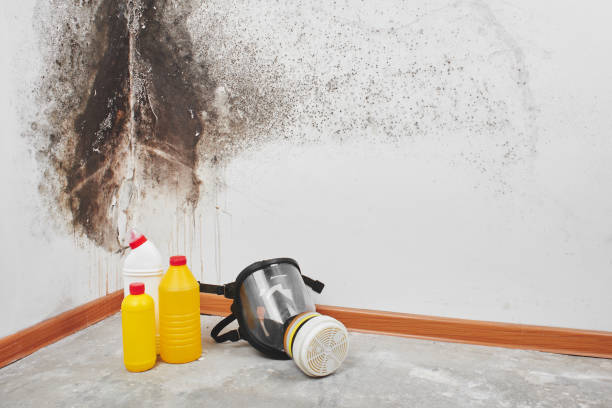 Best Commercial Mold Removal  in La Porte City, IA