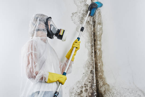 Best Residential Mold Removal  in La Porte City, IA