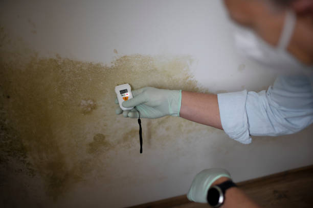 Best Mold Damage Repair  in La Porte City, IA