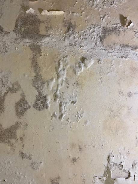 Best Mold Cleaning Services  in La Porte City, IA
