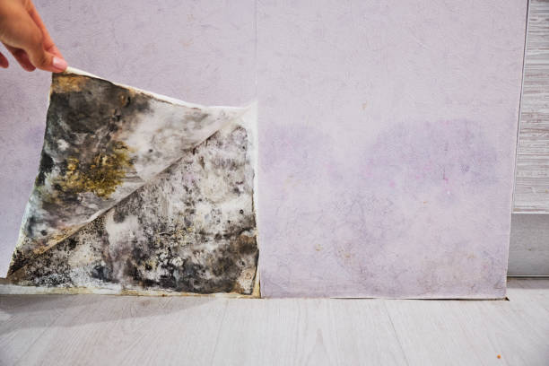 Mold Removal and Inspection in La Porte City, IA